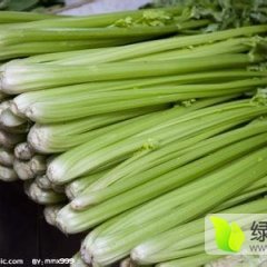 泰安宁阳白马有大量芹菜出售，美国西芹