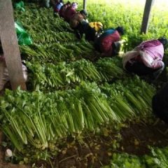 山东省济南市济阳县崔寨镇有大量西芹上市