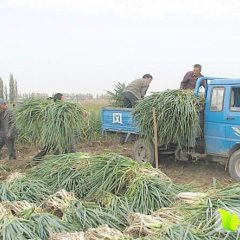 滕州铁杆大葱，葱白长约40－45公分