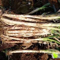 山东滕州本地老百姓储有现货一百多吨