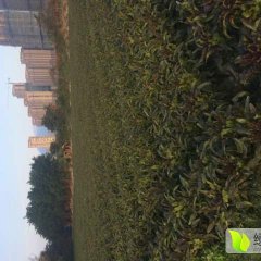 福建飞桥紫叶香莴苣大量上市了，品质保证