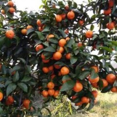 2017昭平沙糖桔今年价格有看点