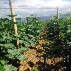 景洪南瓜 500亩地的青南瓜先已可以出售