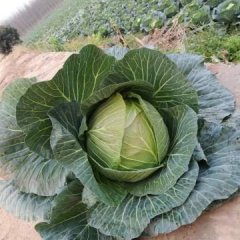 洪雅甘蓝 现有基地大量甘蓝上市