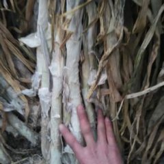 山东金乡长白大葱上货量大