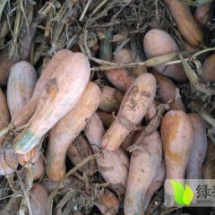 灵璧南瓜 今年试种的南瓜，种了四亩