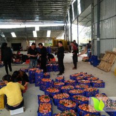 2017鹿寨县6万亩无公害优质砂糖桔