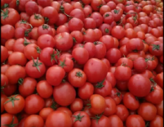 2017费县西红柿今年价格有看点