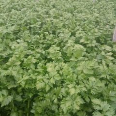 山东鄄城皇妃芹菜 知質量好，顏色光滑