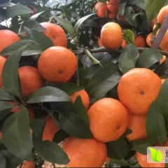 2017全州绍水镇柳甲村本村专业种植沙糖柑