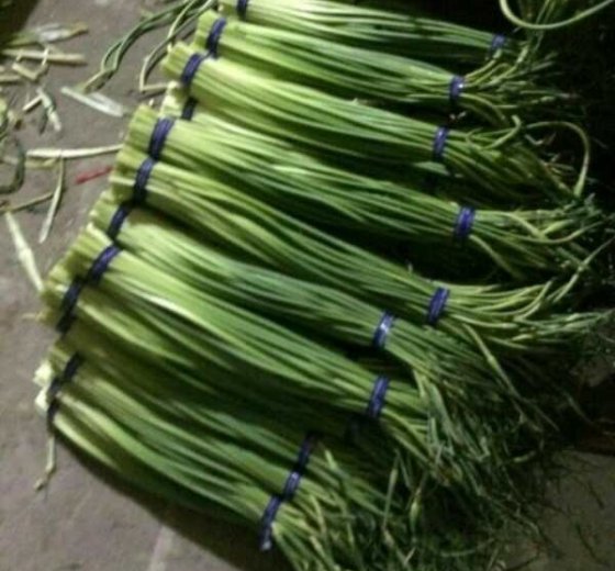 2017年山东金乡金乡红帽价格