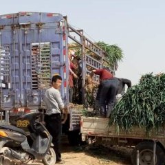 安丘大葱已有多年历史 今年价格一直处于高峰