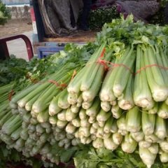 金乡芹菜诚意代办王丕杨飞翔诚信合作