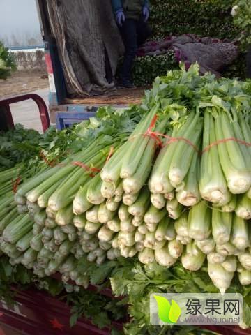 2016年山东金乡法国皇后价格