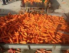 大量供应开封各地三红胡萝卜，韩国七寸红