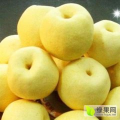 山西 20万亩优质 贡梨 产地直供