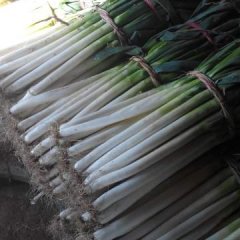 安丘大葱 销往全国各地