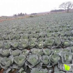 2017陆丰有三千亩京丰一号平包甘蓝