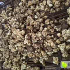 鸡泽大量供应新鲜洋姜，（洋姜种子）个头大