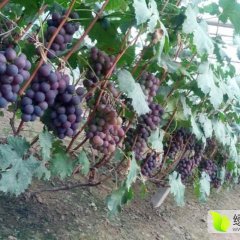 莱西大棚巨峰葡萄口感好 以质论价 诚信合作