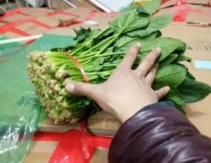 山东阳谷常年专种植芹菜村集体社区