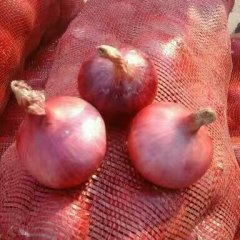 金乡县冷库洋葱大掉价