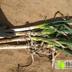 安丘铁杆大葱常年有货