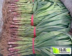2017安丘红皮蒜苗现已开始上市，价格商议