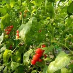 莘县圣女果基地 耿川