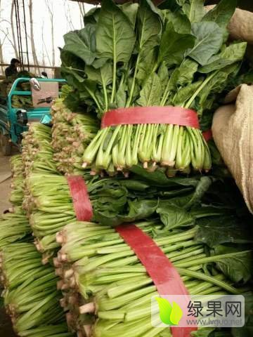 2017年山东金乡大叶菠菜价格
