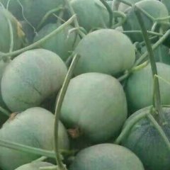 莘县魏庄马建泽3月中华绿宝甜瓜