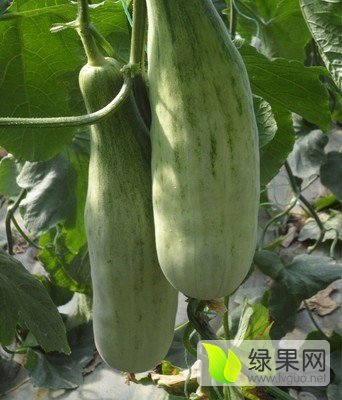 2017年山东寒亭羊角蜜价格