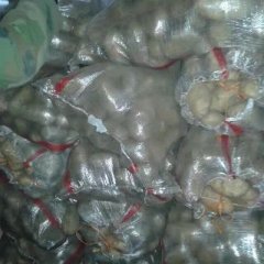 武川县黄沙土，红土地 夏波蒂土豆随行就市