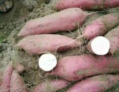 开封县红薯 可以供一千亩的红薯基地