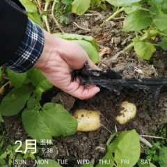 博白土豆欢迎合作亚山冯庆富诚信合作