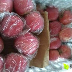 山西省运城地区2月红富士苹果最新行情