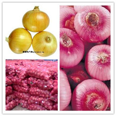 山东金乡红皮洋葱随行就市