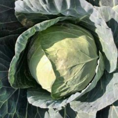 西昌甘蓝诚信代办