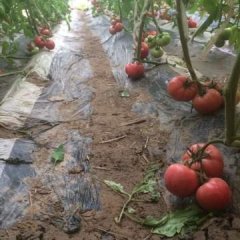 济阳县 崔寨镇 西红柿大量上市