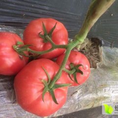 济阳县 崔寨镇 西红柿已经大量上市......