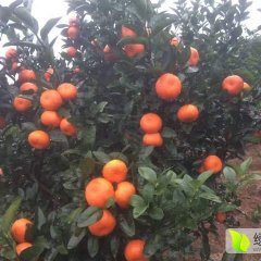 阳朔县现有100万斤莫科特上市中