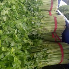 江苏铜山皇妃芹菜 家有大型冻库