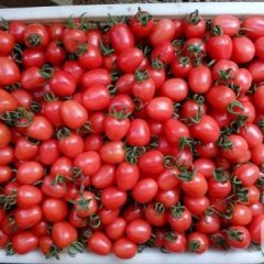 山东莘县干禧圣女果品质优良，现已大量上市