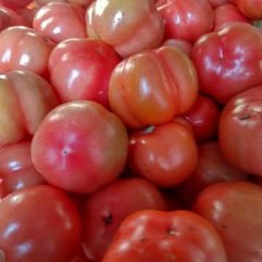 费县胡阳镇温室大棚西红柿大量供应