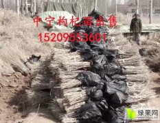 2017年宁夏中宁枸杞苗大量出售