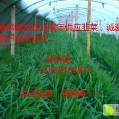 聊城莘县张寨镇韭菜畅销大江南北,邱洪信诚求