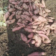 来安龙署九号红薯个大型好，包产量，包回收