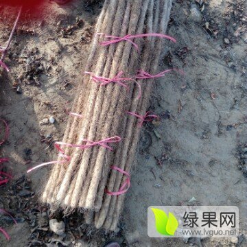 2017年河北大名铁棍山药价格