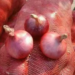 大量供应冷库洋葱