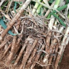 山东安丘供应日本大葱，质量好数量大